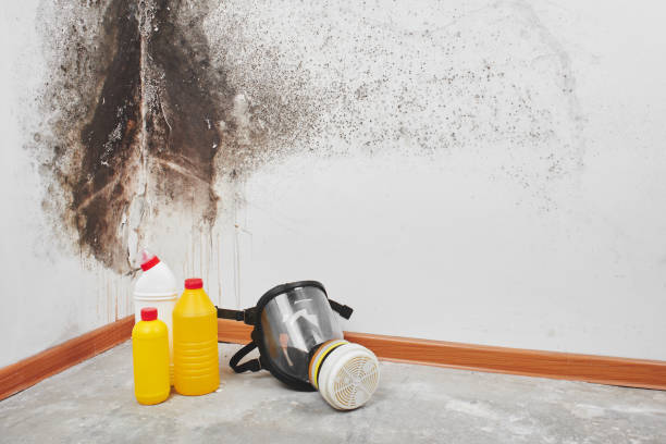 Best Commercial Mold Removal  in Mila Doce, TX