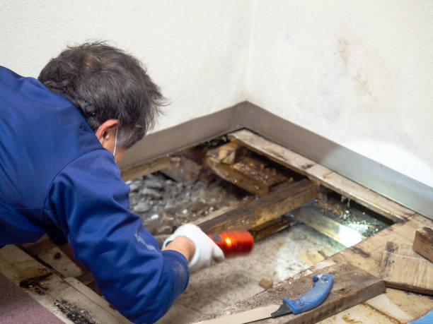 Best Black Mold Removal  in Mila Doce, TX