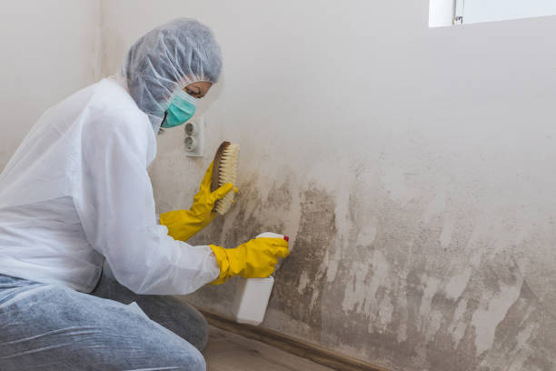 Best Residential Mold Removal  in Mila Doce, TX