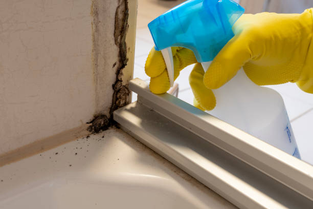 Best Mold Cleaning Services  in Mila Doce, TX