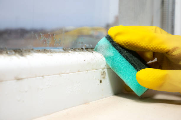 Best Mold Removal Company Near Me  in Mila Doce, TX