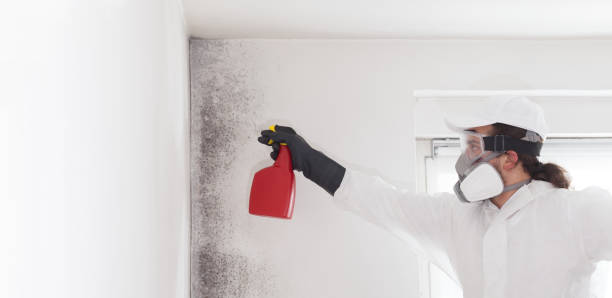 Best Local Mold Removal Service  in Mila Doce, TX