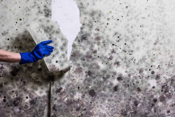 Best Fast Mold Removal  in Mila Doce, TX