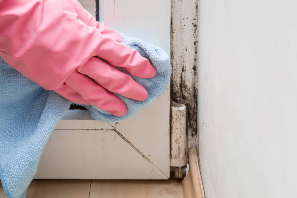Best Best Mold Removal Companies  in Mila Doce, TX