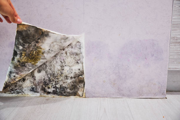 Best Mold Removal Near Me  in Mila Doce, TX